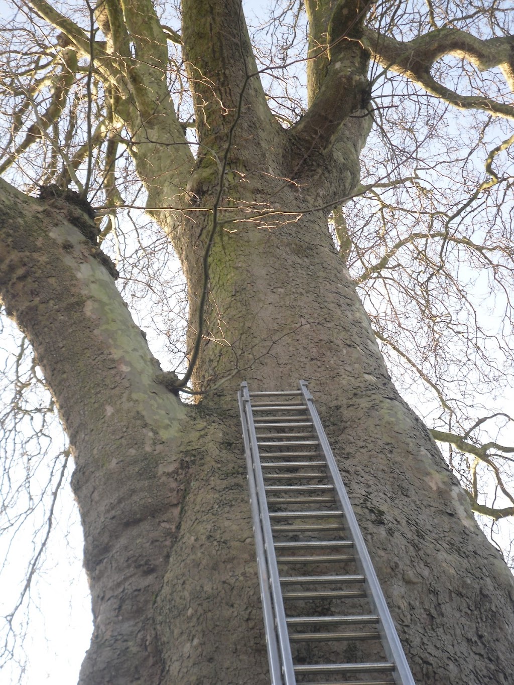 All Acres Tree Service | Box 208, Chemainus, BC V0R 1K0, Canada | Phone: (250) 246-1265