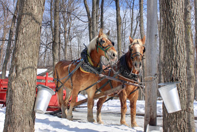 E & M Maple Products | 347020 4th Concession B RR1, Maxwell, ON N0C 1J0, Canada | Phone: (519) 477-2828
