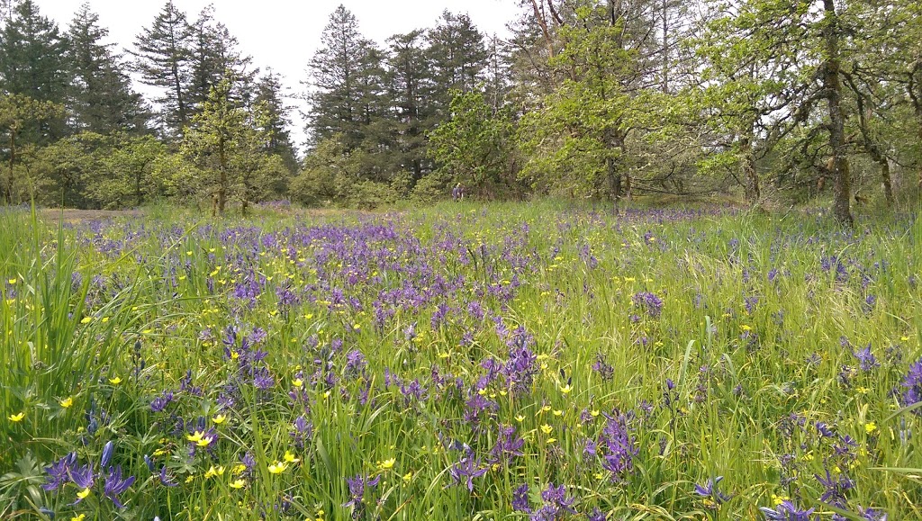 Gore Nature Park | 1018 Greig Ave, Brentwood Bay, BC V8M 1J6, Canada