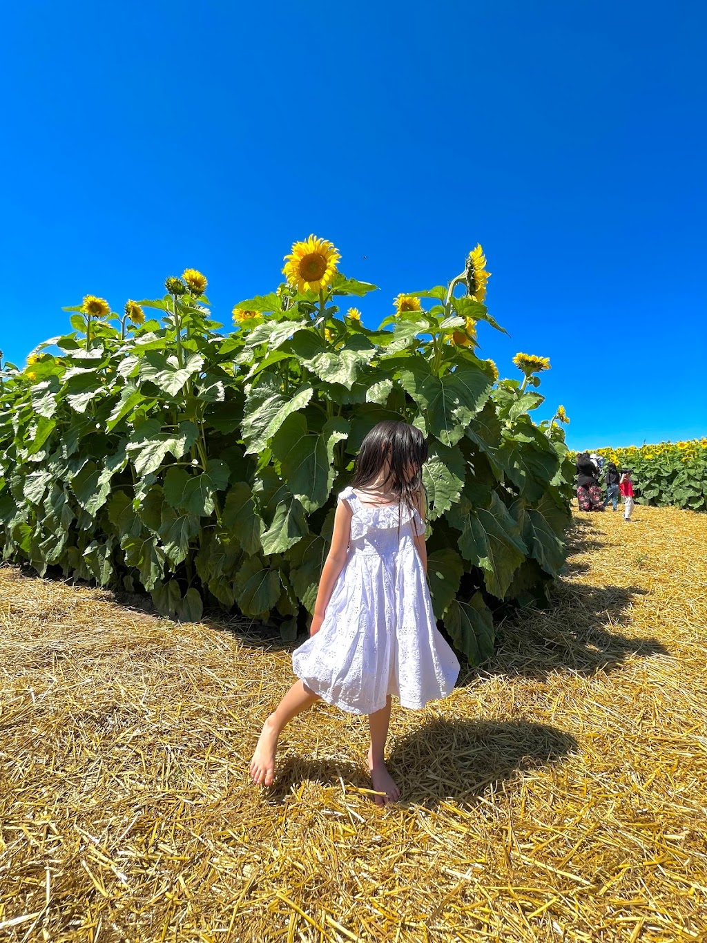 The Sunflower Farm | 24430 Sideroad 17, Side Rd 17, Beaverton, ON L0K 1A0, Canada | Phone: (416) 316-9543