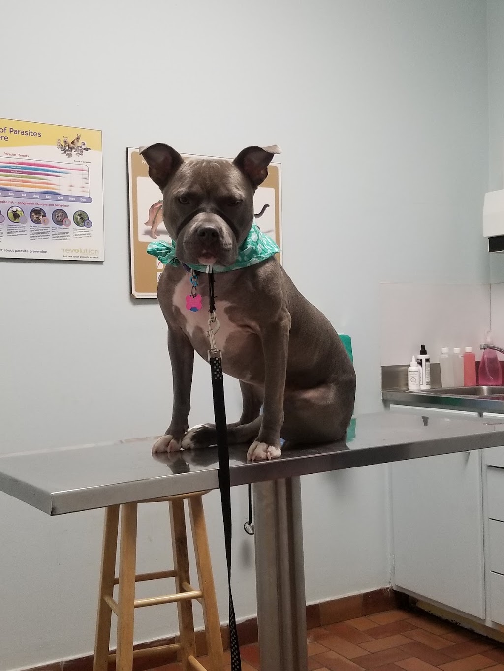 Taschereau Veterinarian Hospital | 303 Rue Lawrence, Greenfield Park, QC J4V 2Z5, Canada | Phone: (450) 465-6511