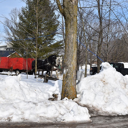 Excellent Photography | 7032 Mason St Unit 1, Greely, ON K4P 1C2, Canada | Phone: (613) 867-2926