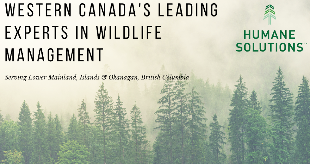 Humane Solutions - Wildlife & Pest Control | 20288 113b Ave #172, Maple Ridge, BC V2X 0Y7, Canada | Phone: (604) 330-5885