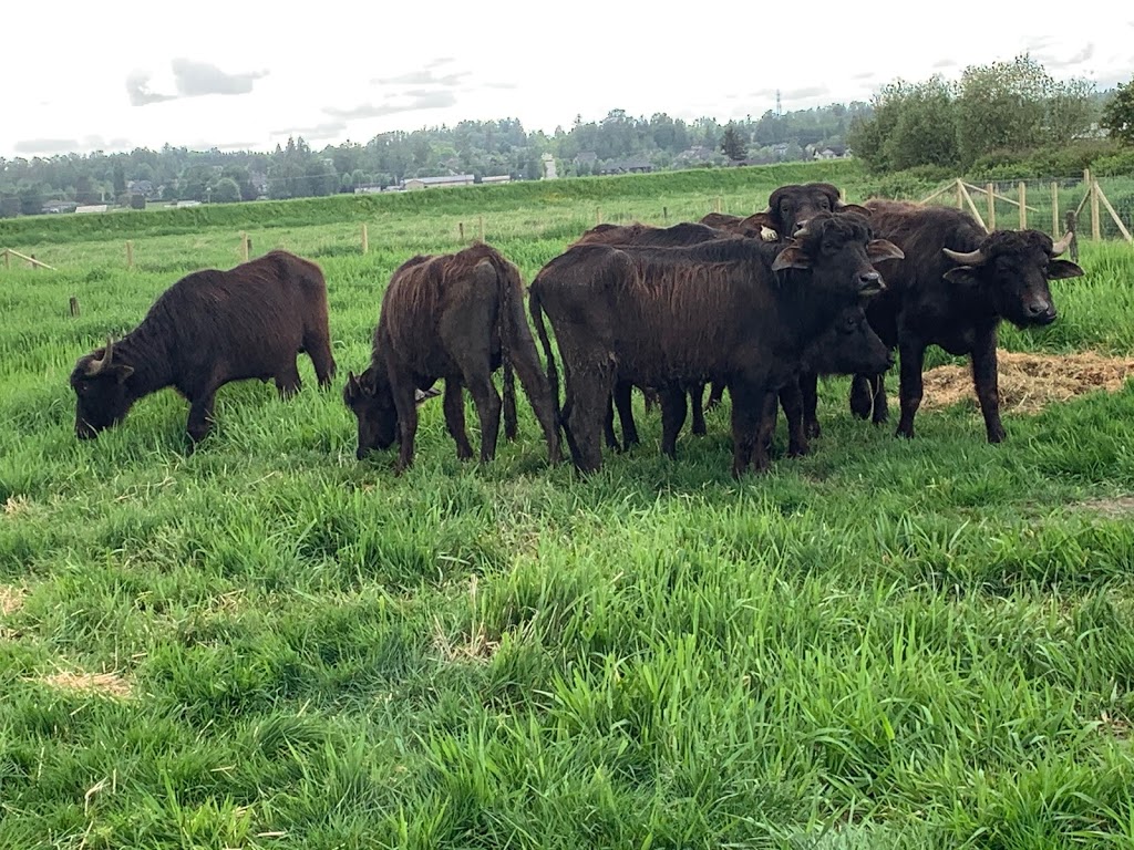 BL FARMS | 18065 83 Ave, Surrey, BC V4N 6A8, Canada | Phone: (604) 837-2942