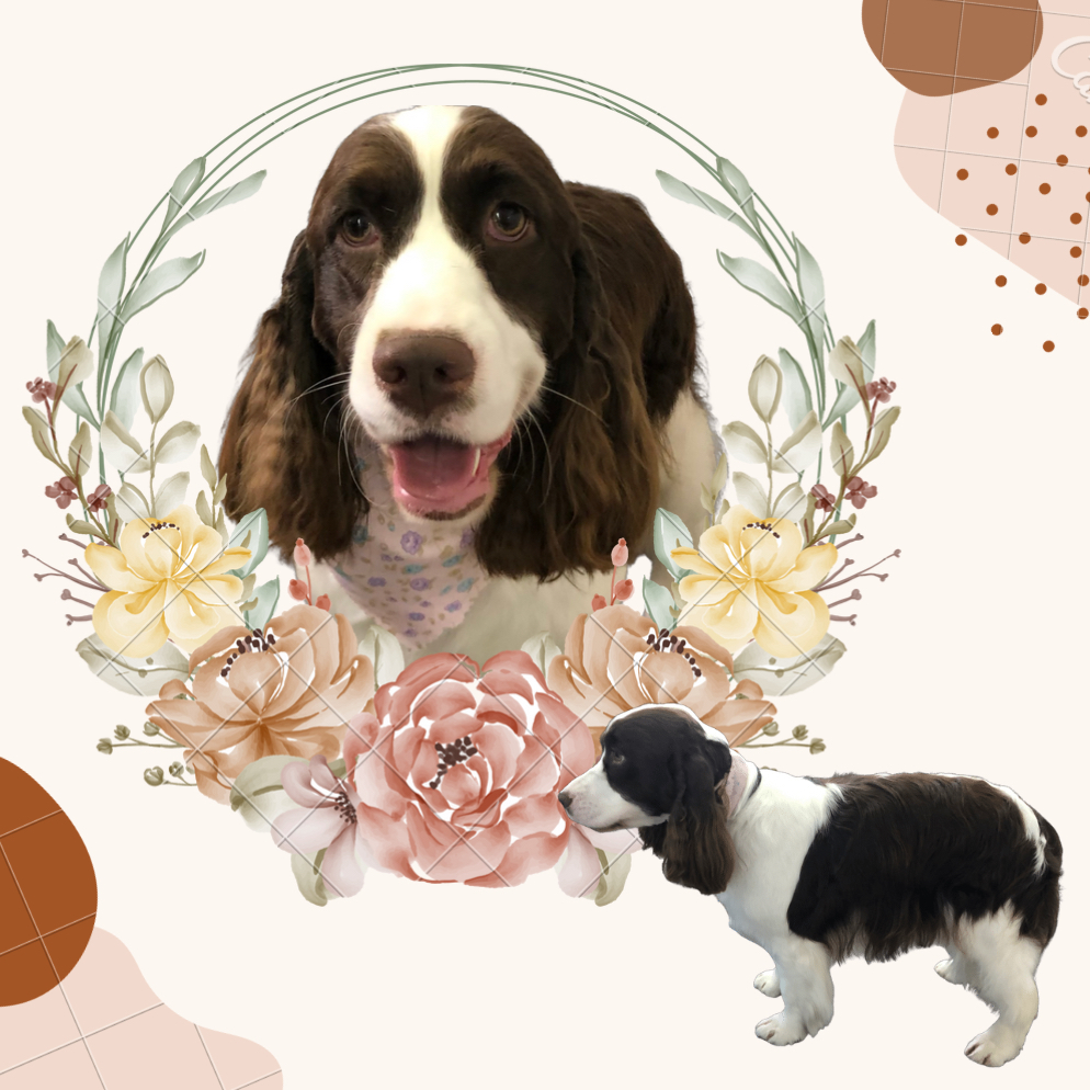 Doris Grooming & Spa | 647 Godwin Ct, Coquitlam, BC V3K 5T1, Canada | Phone: (236) 513-4770