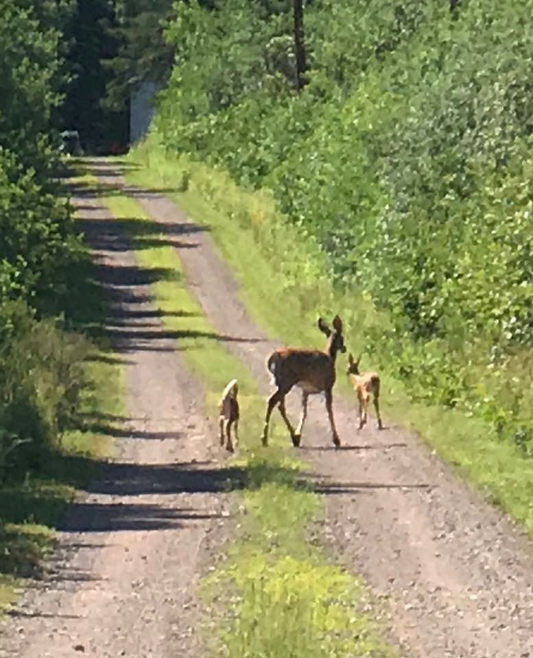 Marshville Hunting Preserve | 152 Gregg Lane, River John, NS B0K 1N0, Canada | Phone: (902) 456-3888