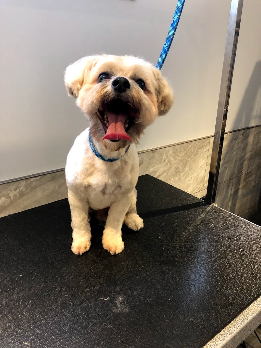 Scruff McGruff Day Spaw | 168 Coker Cres, Rockwood, ON N0B 2K0, Canada | Phone: (905) 702-2485