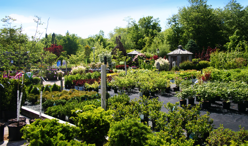 Lakeland Plant World | 909 Main St, Dartmouth, NS B2W 3V2, Canada | Phone: (902) 435-1983