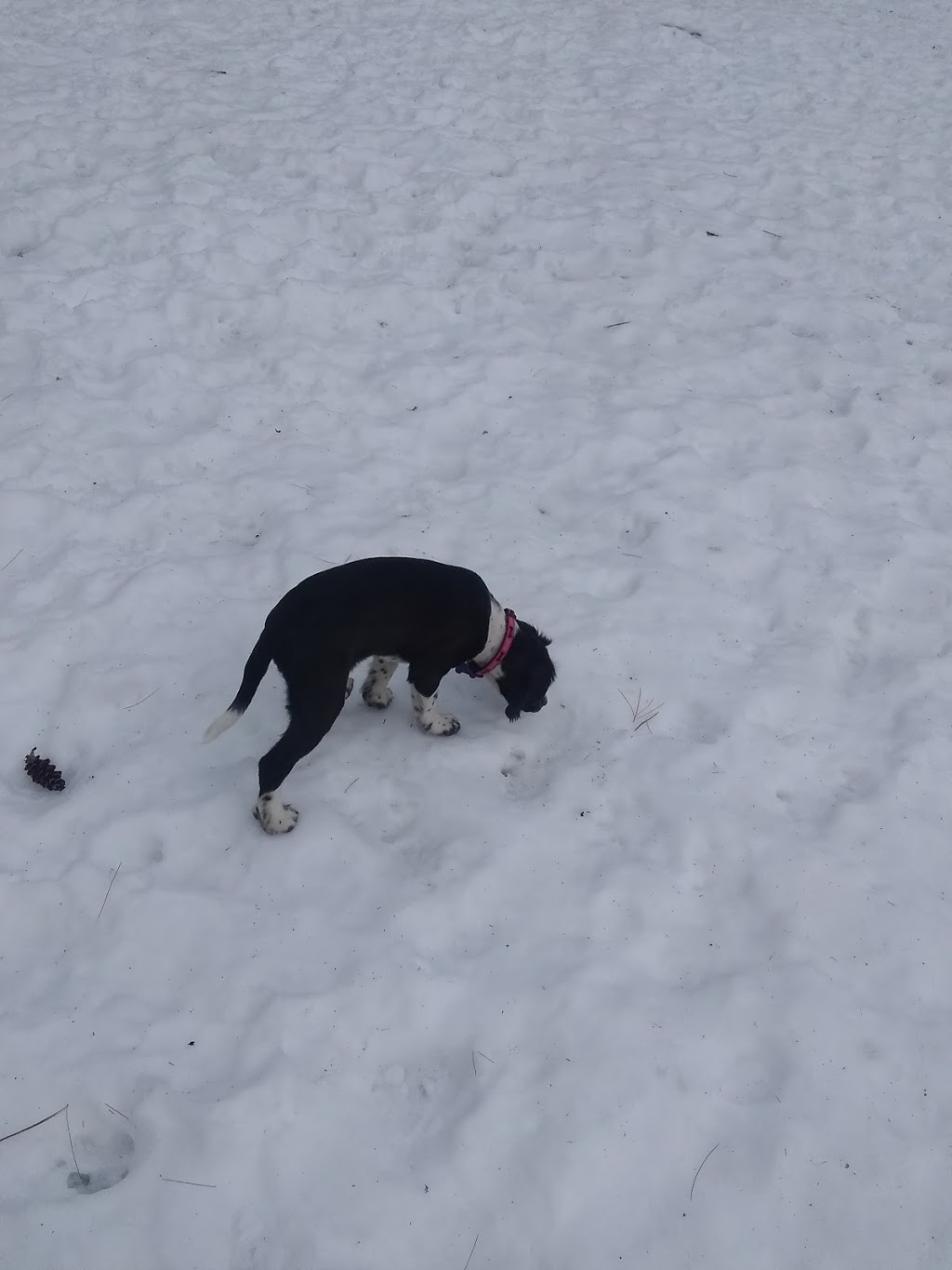 South Shore Vet Dog Park | 543 Glen Allan Dr, Bridgewater, NS B4V 0A8, Canada | Phone: (902) 543-4651