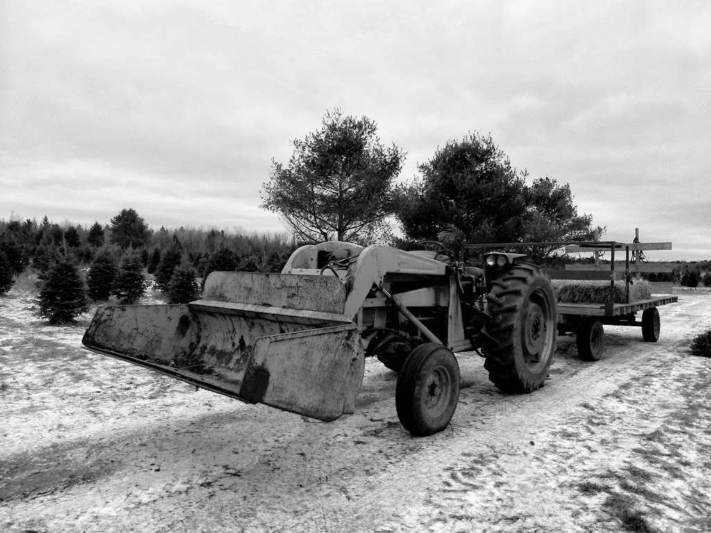 Hadley Christmas Trees / Arbres de Noël | 1600 Chem. Vide Sac, Lachute, QC J8H 2C5, Canada | Phone: (450) 562-9726