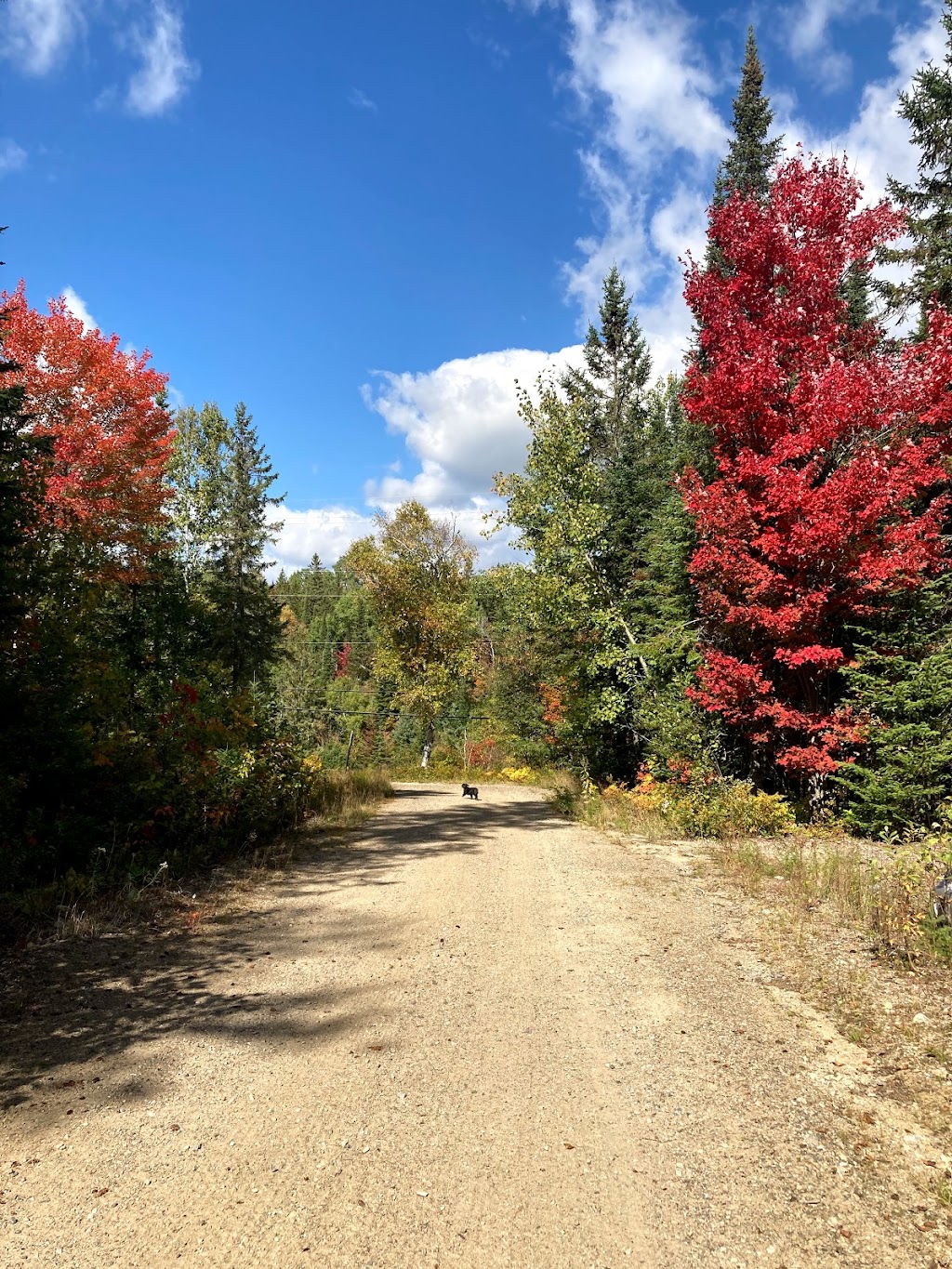 Whitney Cabins | 29327 ON-60, Whitney, ON K0J 2M0, Canada | Phone: (613) 637-1103