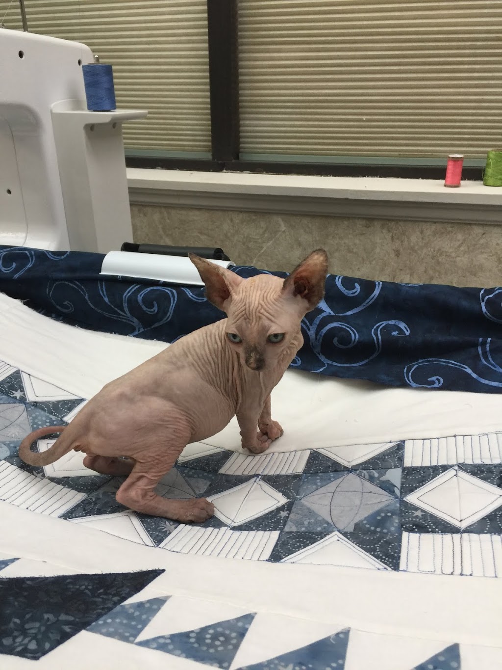 Sphynx Canada Cattery | 1439 S Cameron Blvd, Windsor, ON N9B 3C8, Canada | Phone: (519) 791-7922