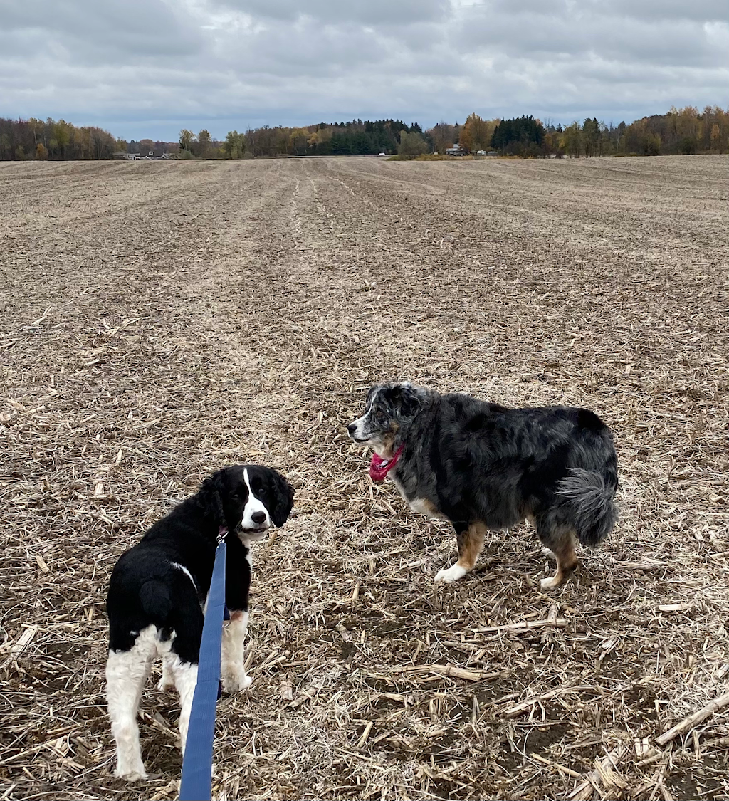 Hometown Kennels And Grooming | 421 Oxford 2, Princeton, ON N0J 1V0, Canada | Phone: (519) 536-0954