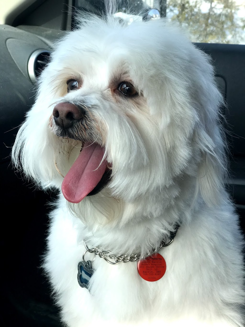 Best Pals Grooming | 6 Shakespeare Crescent, Barrie, ON L4N 6C4, Canada | Phone: (705) 739-1965