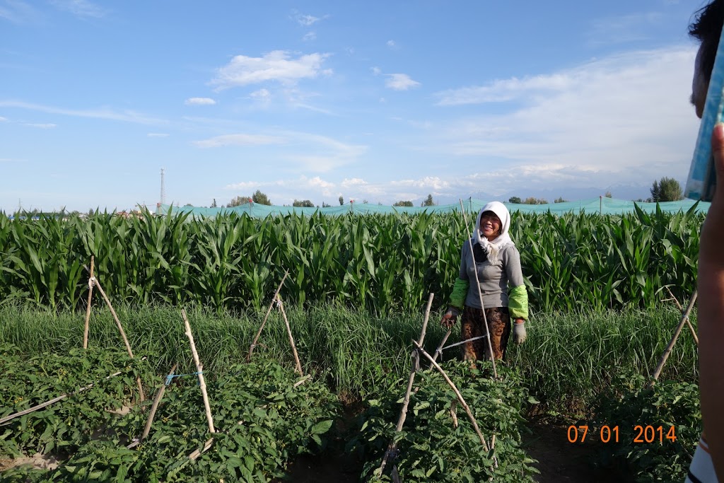 Tomato Solutions | 23264 Mull Rd, Chatham, ON N7M 5J4, Canada | Phone: (519) 354-3039