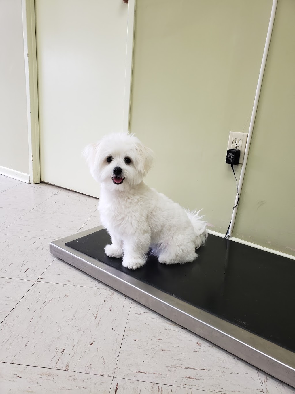 Hofmann Veterinary Clinic | 1917 Albion Rd, Etobicoke, ON M9W 5S8, Canada | Phone: (416) 675-1790