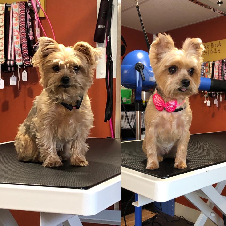 Kristal Clean Pet Grooming | 26 ONeal Rd, Second North River, NB E4J 3Z3, Canada | Phone: (506) 233-7387