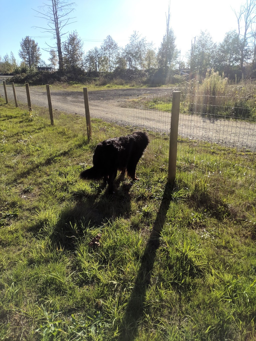 Hammond Dog Park | 20015 Wharf St, Maple Ridge, BC BC V2X 1A1, Canada | Phone: (604) 467-7346