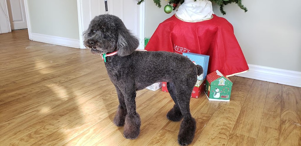Kibbles n Clips | 485 Sackville Dr, Lower Sackville, NS B4C 2S1, Canada | Phone: (902) 865-5244