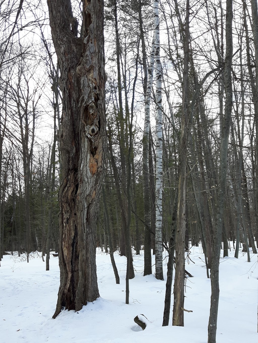 Stony Swamp | 4897 Old Richmond Rd, Nepean, ON K2R 1G8, Canada
