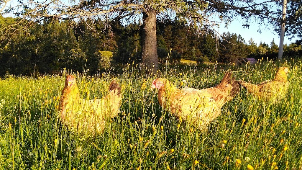 Ferme Noëka | 628 Chemin du, 5e Rang, Le Val-Saint-François, QC J0A 1A0, Canada | Phone: (819) 845-4873