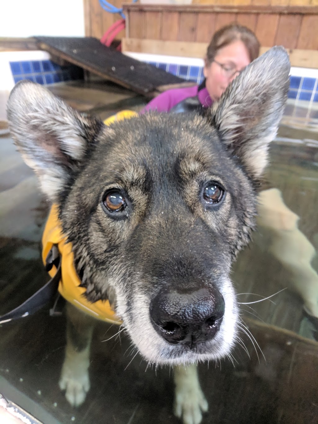 K9 Rehab Wellness Centre | 9537 Manzer St, Mission, BC V4S 1H1, Canada | Phone: (604) 435-0002