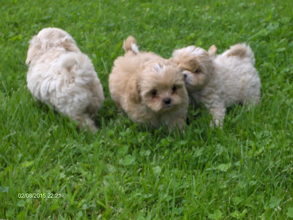 Auberge Canine JDL | 3605 Chem. Benoît, Sainte-Madeleine, QC J0H 1S0, Canada | Phone: (450) 795-6813