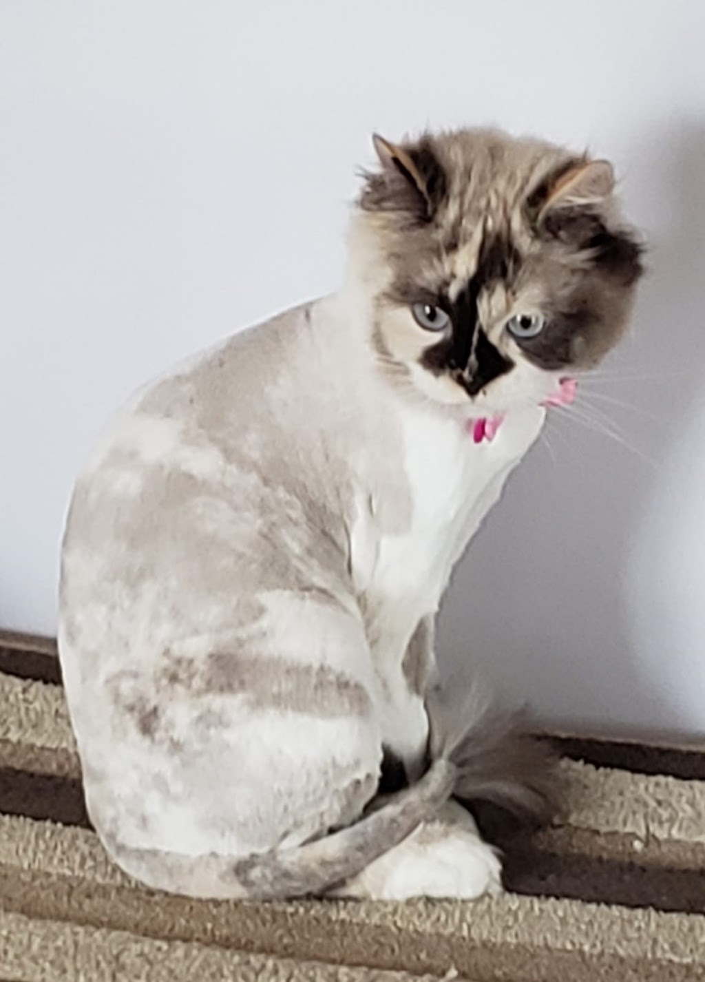 Pet Grooming | 57 Viking Rd, Winnipeg, MB R2N 4A7, Canada | Phone: (204) 951-0068