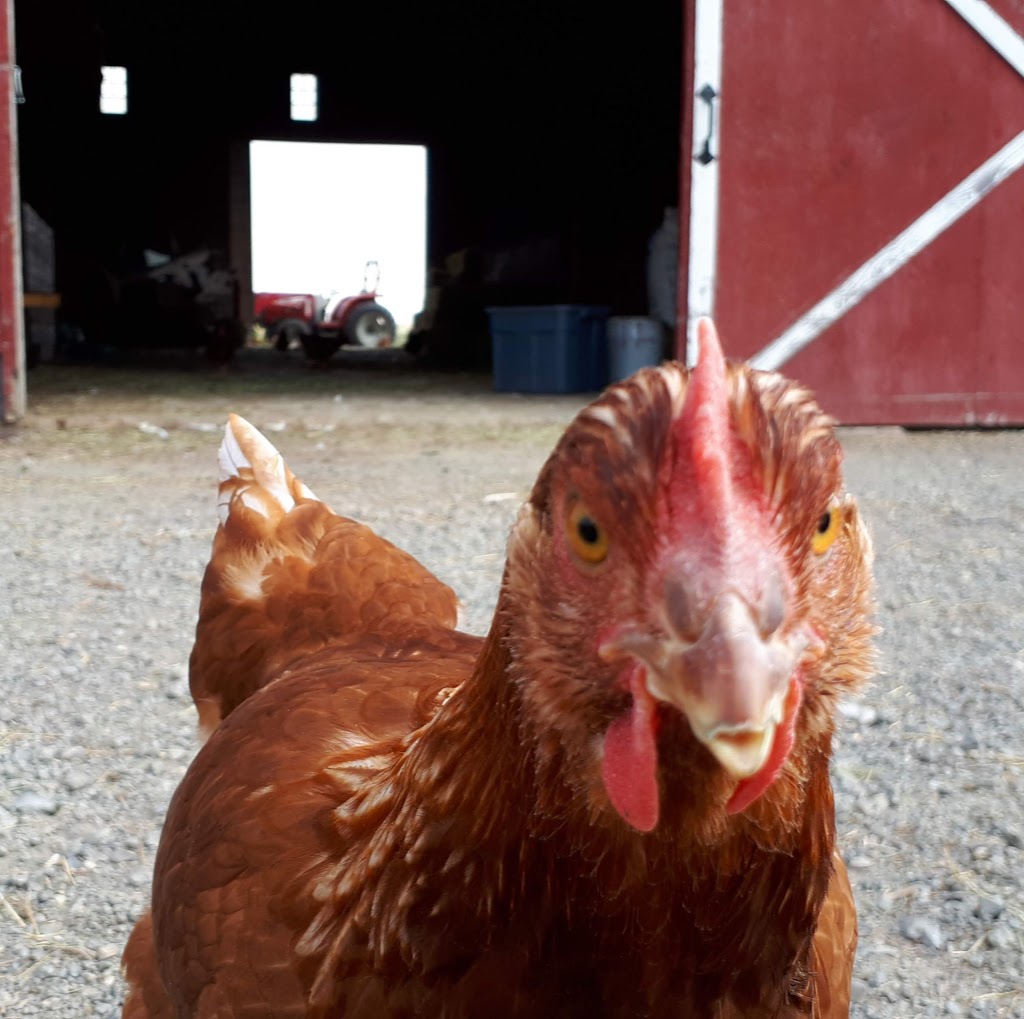 Fenek Farms | 3 courtney rd, Lumsden No. 189, SK S4V 2C8, Canada | Phone: (306) 209-7205
