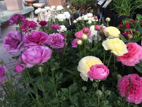 Hollandale Landscaping & Garden Centre Ltd | 16662 Northumberland County Rd 2, Trenton, ON K8V 5P7, Canada | Phone: (613) 392-7806