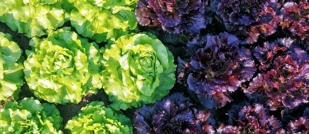 Jardins des Caps | 336 Rang St Elzéar, Saint-Tite-des-Caps, QC G0A 4J0, Canada | Phone: (418) 823-0089