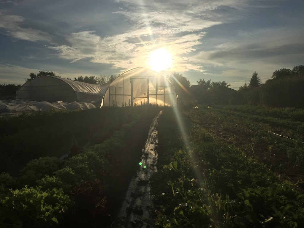 La Récolte des Dames | 53 Chemin du Vide, Sainte-Angèle-de-Monnoir, QC J0L 1P0, Canada | Phone: (514) 606-8828