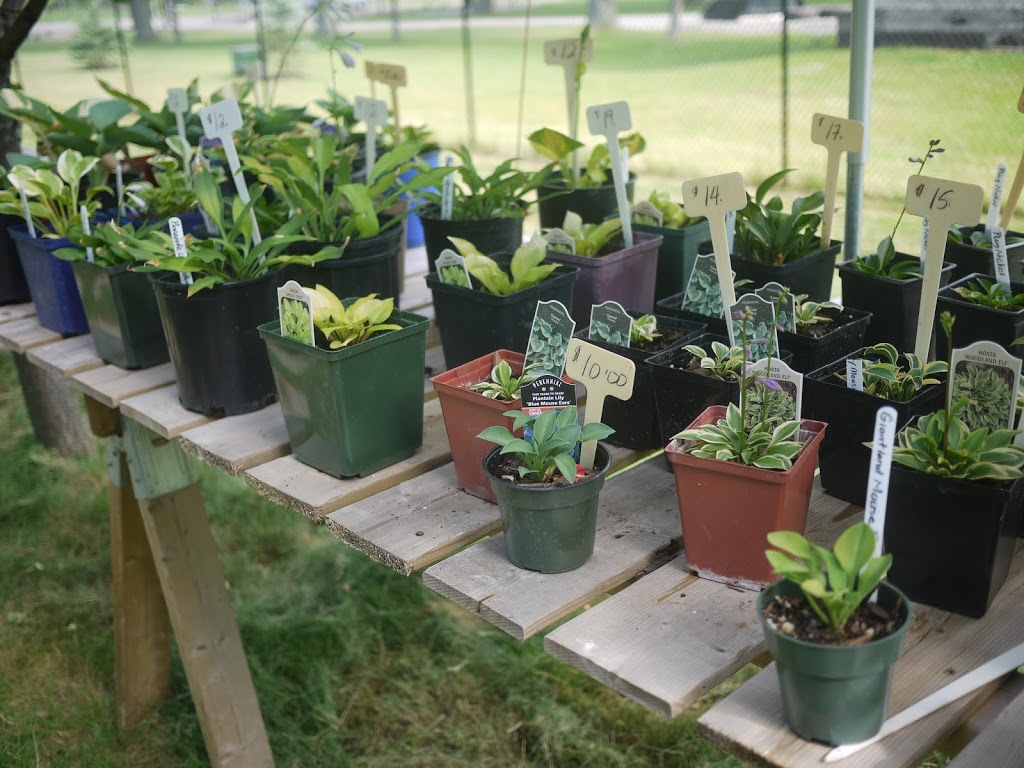 Lotsa Hostas | 15 Orkney Rd, Lynden, ON L0R 1T0, Canada | Phone: (519) 647-2815