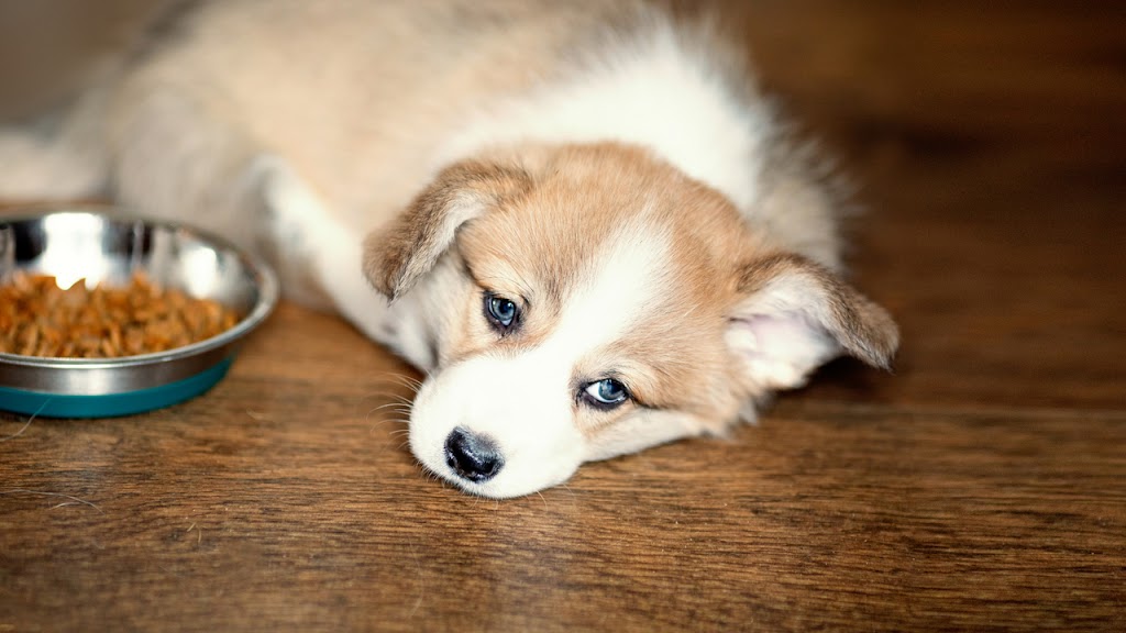 ARMOR THE POOCH | 22 Nipigon Ave, Markham, ON L6C 0X7, Canada | Phone: (905) 534-5989