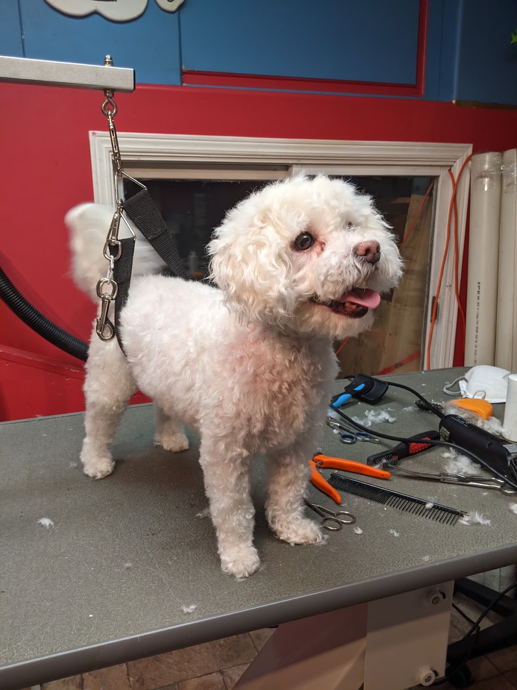 Shaggy Doos | 29 Laurie Crescent, Barrie, ON L4M 6C7, Canada | Phone: (705) 220-3667