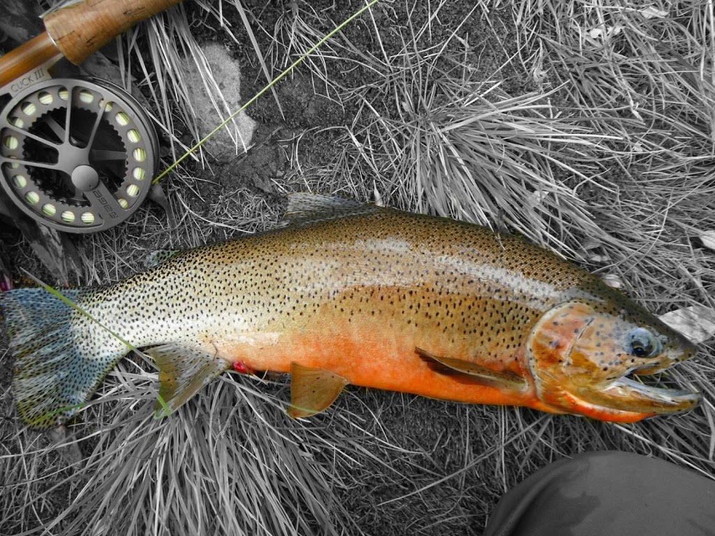 Trout Tracker Fishing & Guide Company | Calgary, AB T3M 0P9, Canada | Phone: (403) 880-3800
