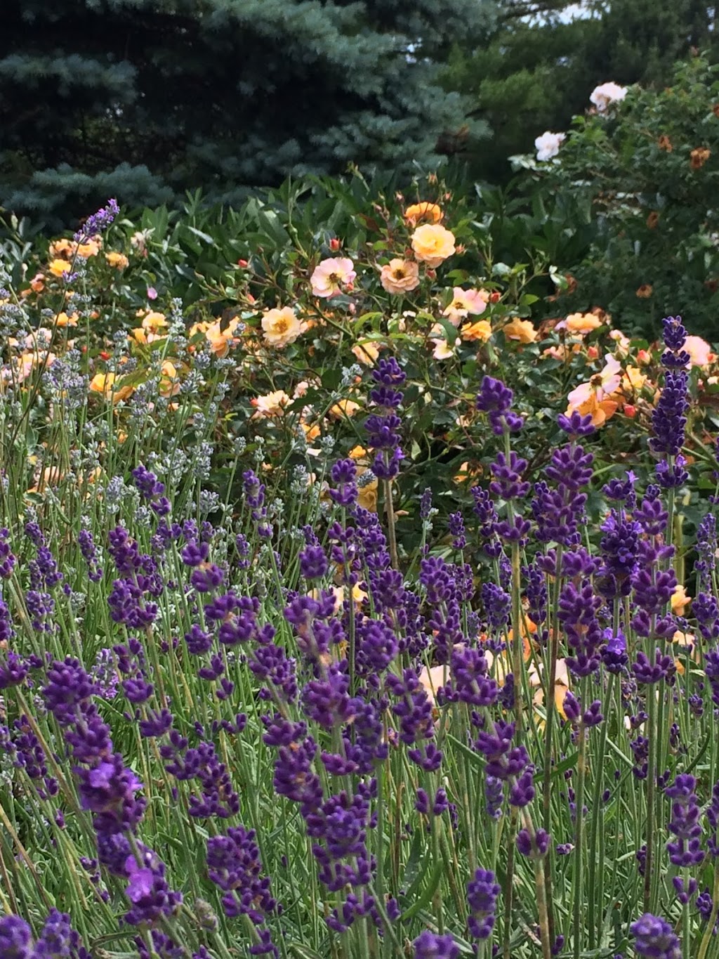 Essentially Lavender | 1379 Concession 10, Formosa, ON N0G 1W0, Canada | Phone: (519) 722-9324