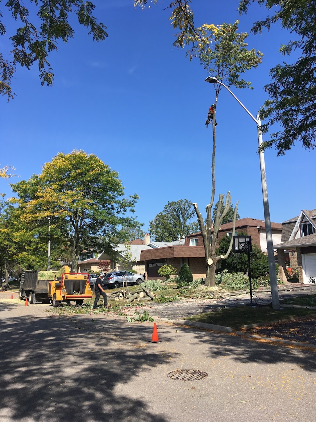 Ultimate Tree Service | 15656 Kennedy Rd, Caledon Village, ON L7C 2H7, Canada | Phone: (905) 757-8733