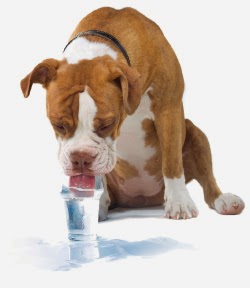 Burton Veterinary Services | 28481 Starr Rd, Abbotsford, BC V4X 2C5, Canada | Phone: (604) 856-4166