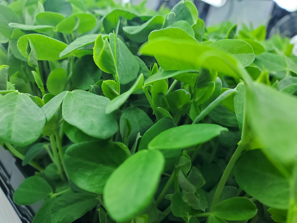 S&R Microgreens | 8 Base St, Angus, ON L0M 1B4, Canada | Phone: (705) 220-6224