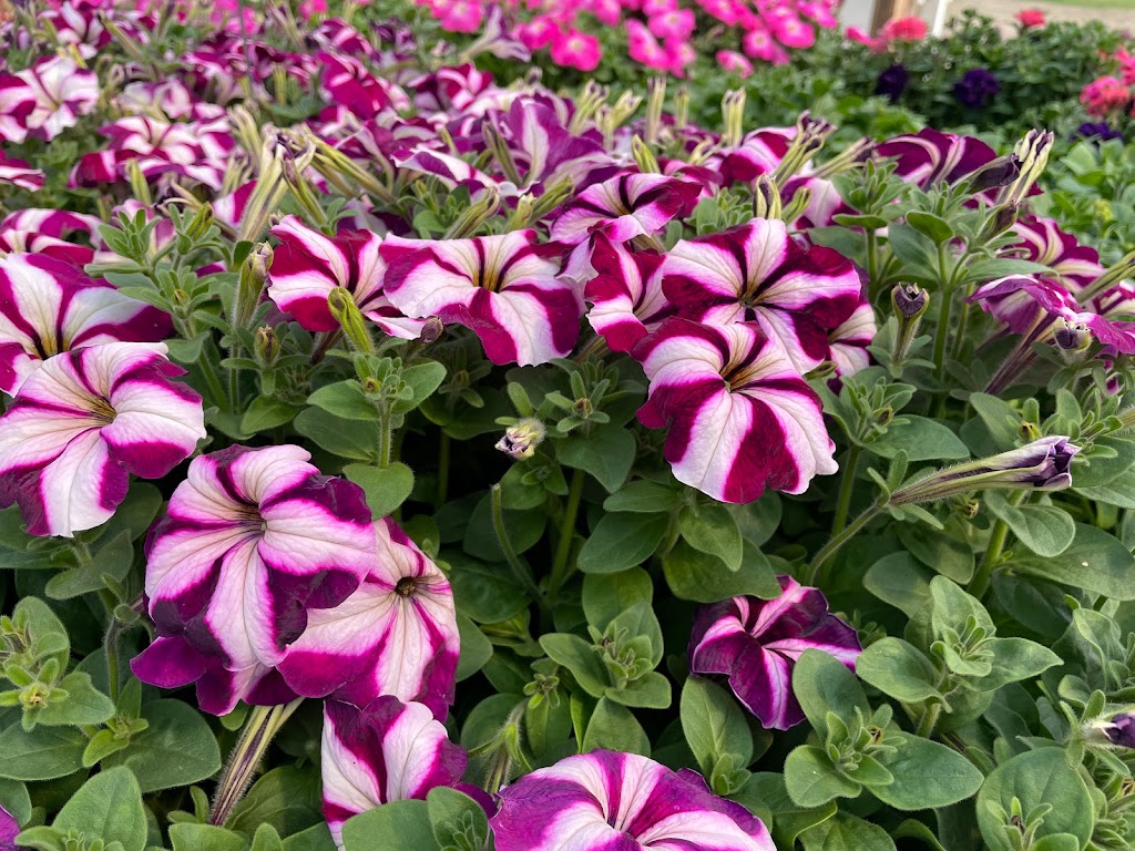 Parkside Gardens Greenhouse & Landscaping | MB-5, Riding Mountain, MB R0J 1T0, Canada | Phone: (204) 967-2135