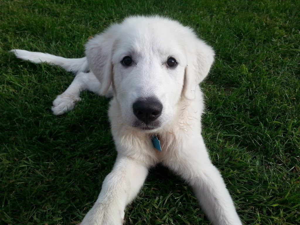 Birchview Dog Boarding | 1491 Windham Road 2, Scotland, ON N0E 1R0, Canada | Phone: (226) 387-3003