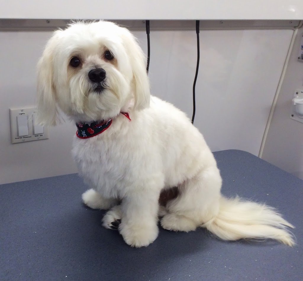 Grand River Grooming | 146 1 Line, Elora, ON N0B 1S0, Canada | Phone: (226) 820-3597