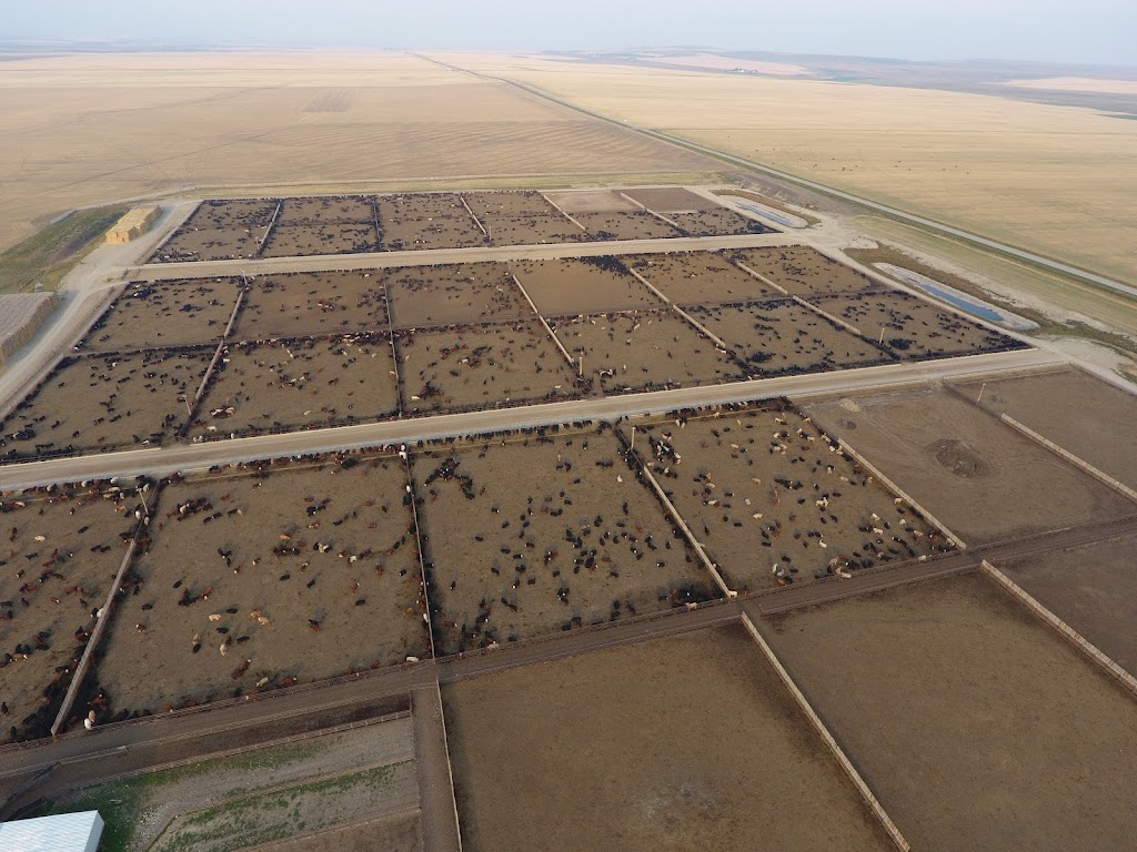 Thompson Colony Feedlot | Willow Creek No. 26, AB T0K 2R0, Canada | Phone: (403) 359-3447