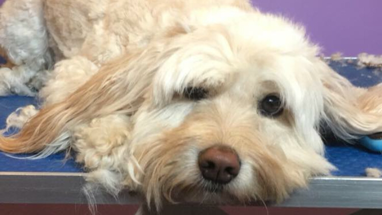 Scruffy to Fluffy Pet Services | 434805 Zorra Line, Beachville, ON N0J 1A0, Canada | Phone: (519) 788-1072