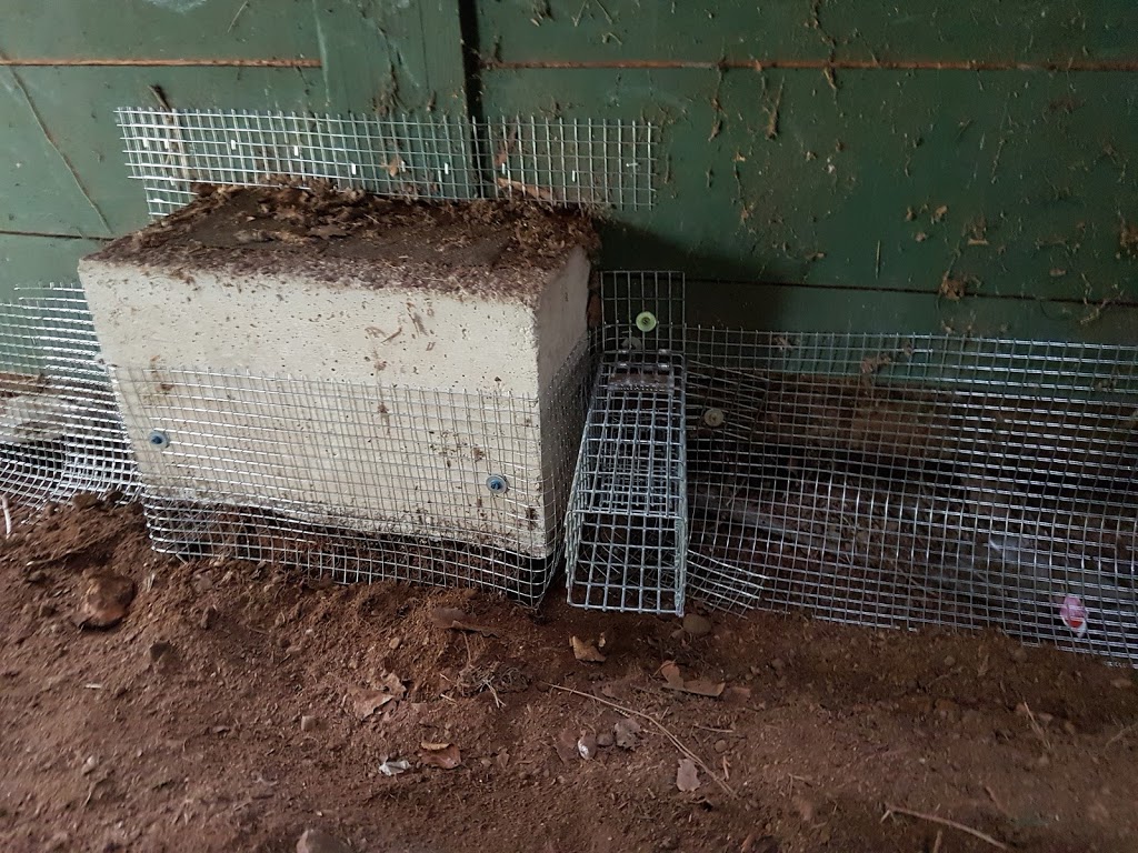 Humane Solutions - Wildlife & Pest Control | 20288 113b Ave #172, Maple Ridge, BC V2X 0Y7, Canada | Phone: (604) 330-5885