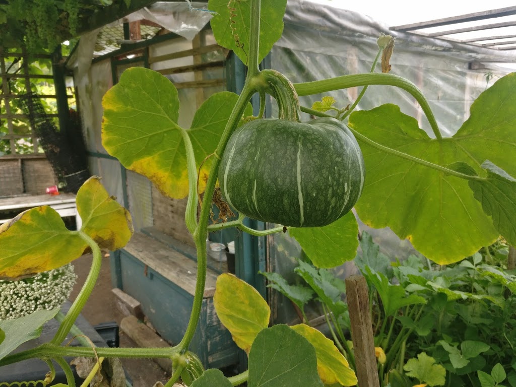 Community Garden | 6012-7528 Meadow Ave, Burnaby, BC V3N 1Y6, Canada