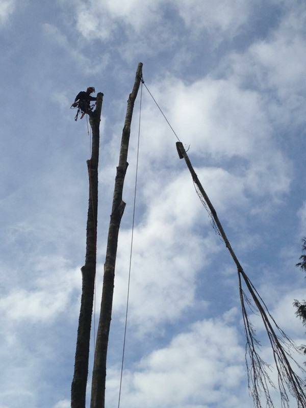 Fields Tree Service Inc. | 34351 Harris Rd, Abbotsford, BC V3G 1R8, Canada | Phone: (778) 838-9720
