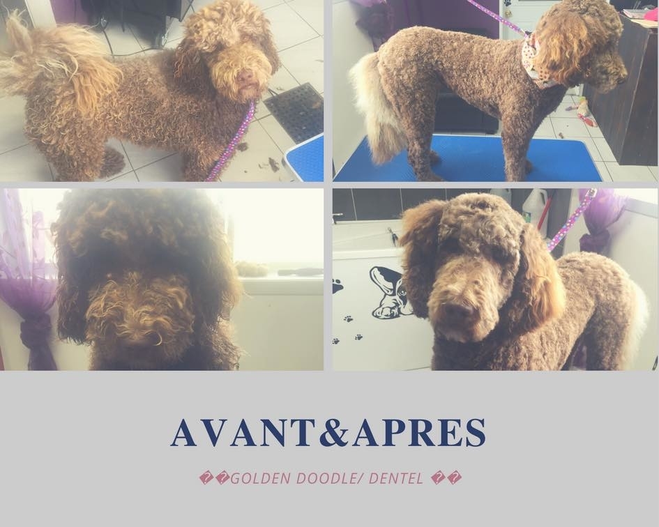 Toilettage Mobile Allymal Look | 355 Chem. Ville-Marie, Beaumont, QC G0R 1C0, Canada | Phone: (418) 838-3032