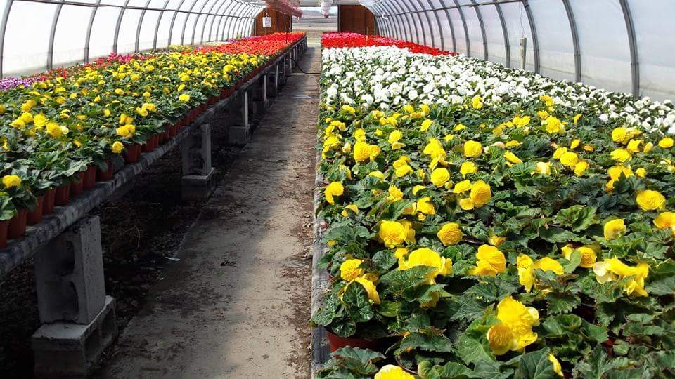 Pure Horticulture Inc | 1514 Rang Saint Antoine, Saint-Rémi, QC J0L 2L0, Canada | Phone: (514) 966-8031